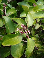rhus ovata